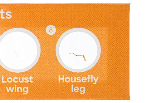 obraz zestaw 24 preparatów Levenhuk Discovery Flora i Fauna,  5