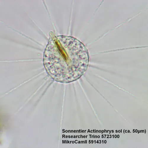 zdjęcie mikroskop Bresser Researcher Trino 40–1000x,  15