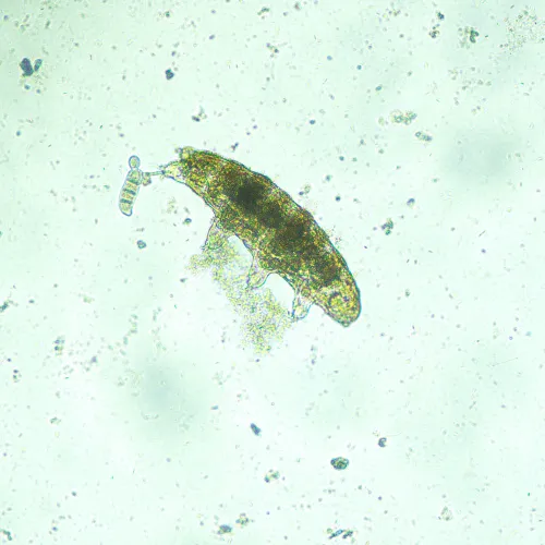 fotografia odwrócony mikroskop biologiczny сyfrowy MAGUS Bio VD300,  17