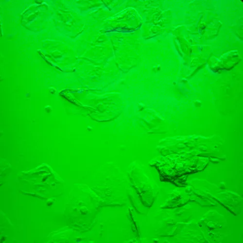 foto odwrócony mikroskop biologiczny cyfrowy MAGUS Bio VD360,  28