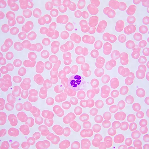 fotografia mikroskop biologiczny MAGUS Bio 240B,  25
