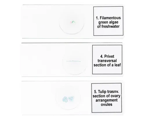 zdjęcie zestaw mikropreparatów Levenhuk Discovery Prof DPS 5. „Biologia”,  6