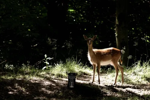 foto kamera obserwacyjna Bresser National Geographic,  3