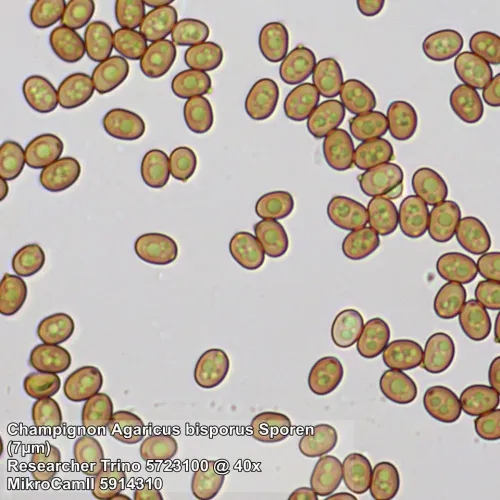 zdjęcie mikroskop Bresser Researcher Trino 40–1000x,  13