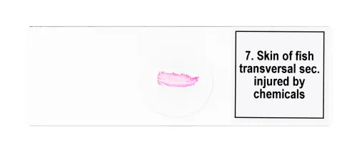 obraz zestaw mikropreparatów Levenhuk Discovery Prof DPS 25. „Biologia, ptaki itp.”,  9