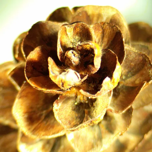 obraz mikroskop stereoskopowy MAGUS Stereo A18T ,  2