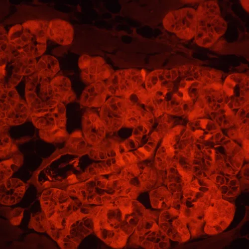 zdjęcie odwrócony mikroskop fluorescencyjny MAGUS Lum V500L,  5