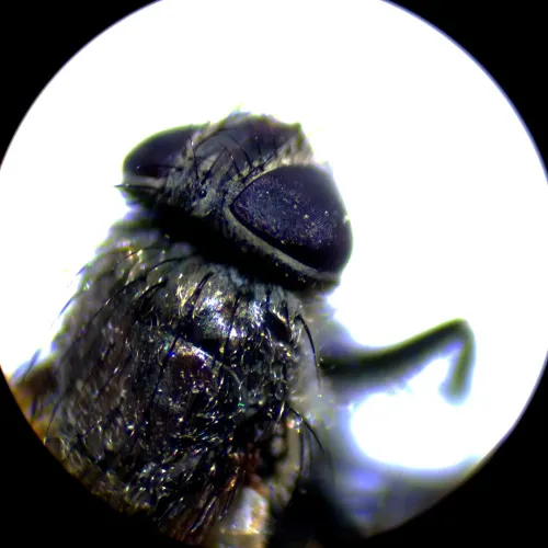 foto mikroskop stereoskopowy MAGUS Stereo A10,  18