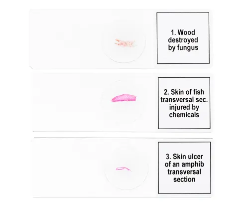 fotografia zestaw mikropreparatów Levenhuk Discovery Prof DPS 5. „Mutacje”,  6