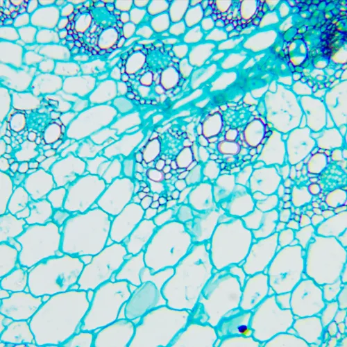 fotografia mikroskop biologiczny MAGUS Bio 240B,  11