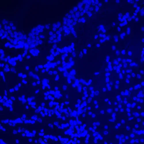 zdjęcie cyfrowy mikroskop fluorescencyjny MAGUS Lum D470L,  27