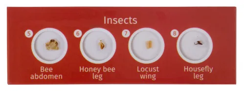 foto zestaw preparatów zwierzęcych i roślinnych Levenhuk LabZZ CP24,  3