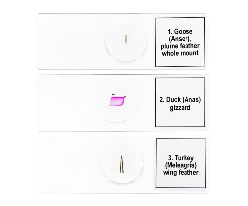 foto zestaw mikropreparatów Levenhuk Discovery Prof DPS 5. „Ptaki”,  6