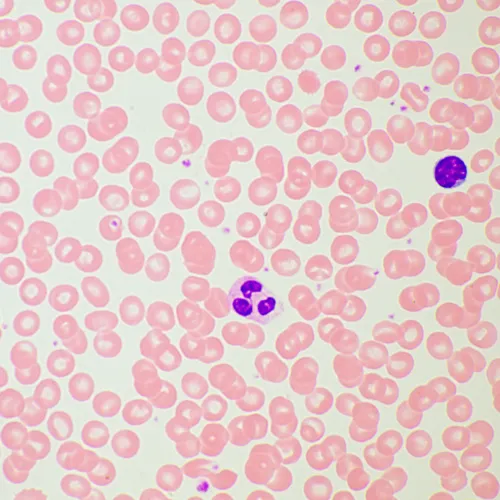 fotografia mikroskop biologiczny MAGUS Bio 260T,  21