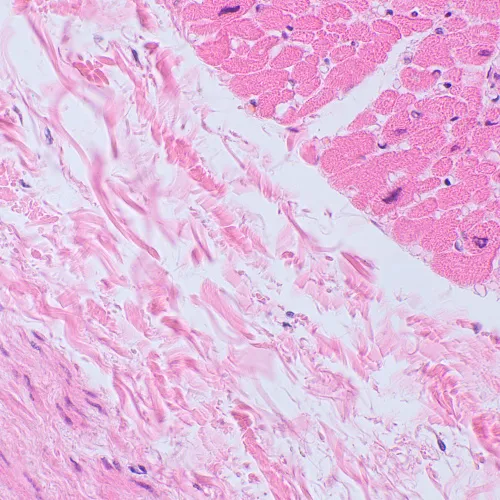 fotografia mikroskop biologiczny MAGUS Bio 250BL,  20