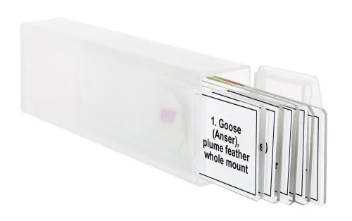 foto zestaw mikropreparatów Levenhuk Discovery Prof DPS 5. „Ptaki”,  5