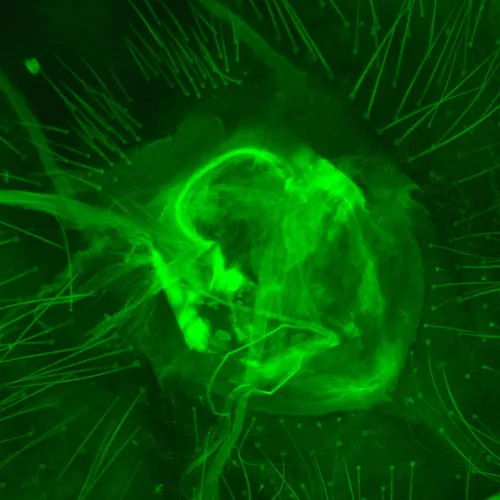 zdjęcie cyfrowy mikroskop fluorescencyjny MAGUS Lum D470L,  30