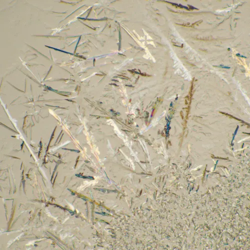 fotografia mikroskop biologiczny MAGUS Bio 230T,  22