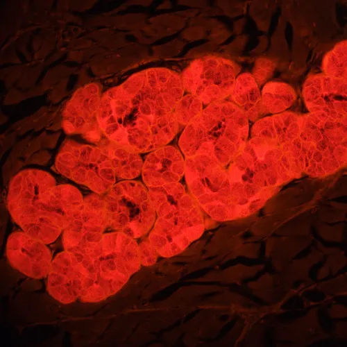 obraz mikroskop fluorescencyjny MAGUS Lum 460L,  22