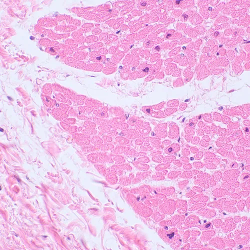 foto mikroskop biologiczny MAGUS Bio 230TL,  21