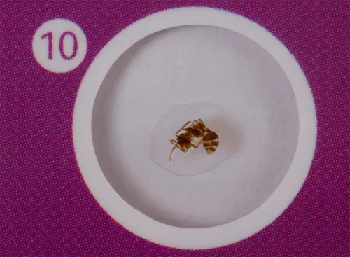 foto zestaw preparatów zwierzęcych i roślinnych Levenhuk LabZZ CP24,  9