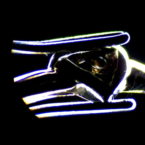 fotografia cyfrowy mikroskop stereoskopowy MAGUS Stereo D7T PLUS,  22