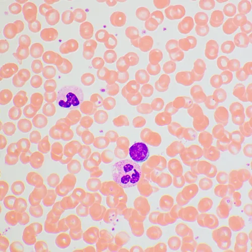 foto mikroskop biologiczny MAGUS Bio 270T,  25