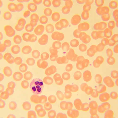 fotografia mikroskop biologiczny MAGUS Bio 230T,  21