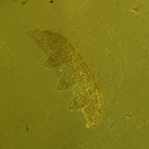 foto odwrócony mikroskop biologiczny cyfrowy MAGUS Bio VD360,  27