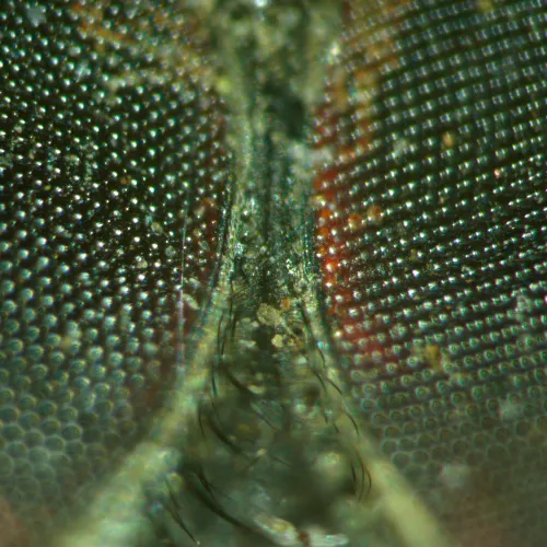 obraz mikroskop stereoskopowy MAGUS Stereo A18T ,  5