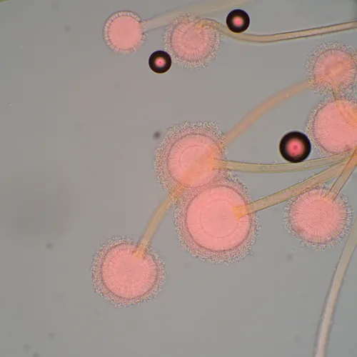 foto mikroskop biologiczny MAGUS Bio 270T,  22