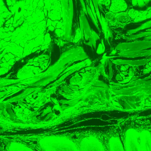 zdjęcie cyfrowy mikroskop fluorescencyjny MAGUS Lum D470L,  28