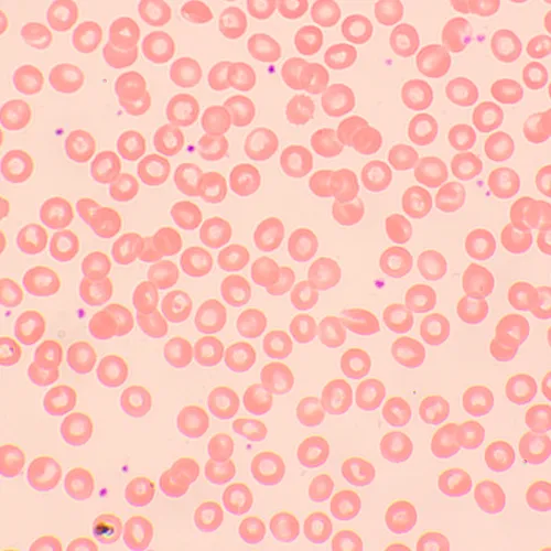 fotografia mikroskop biologiczny MAGUS Bio 250BL,  12