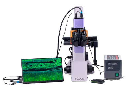 fotografia odwrócony mikroskop fluorescencyjny cyfrowy MAGUS Lum VD500 LCD,  6