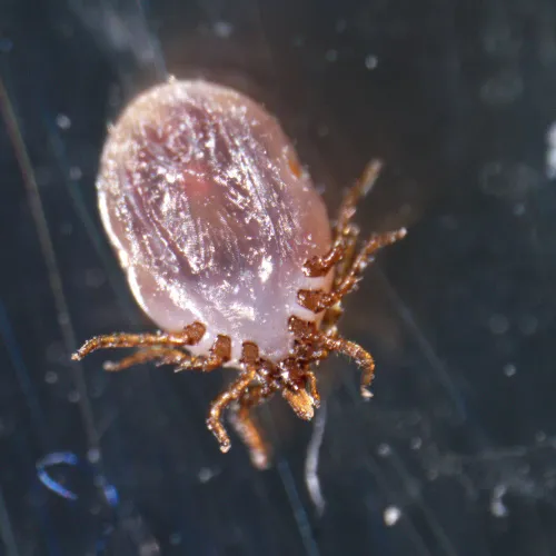 obraz mikroskop stereoskopowy MAGUS Stereo A18T ,  4