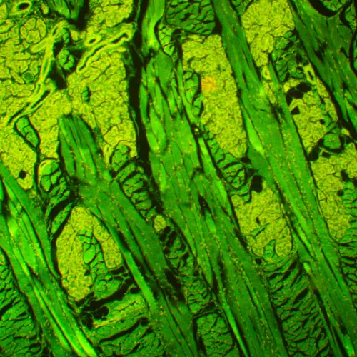 zdjęcie mikroskop fluorescencyjny MAGUS Lum 450L,  21