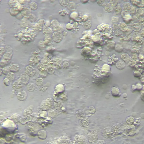 fotografia urządzenie do pracy z kontrastem modulacyjnym Hoffmana MAGUS HCM360, z zestawem obiektywów,  15