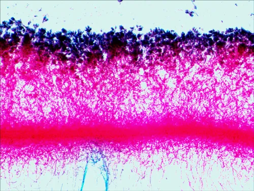 fotografia zestaw preparatów Levenhuk N80 NG „Zobacz wszystko”,  12