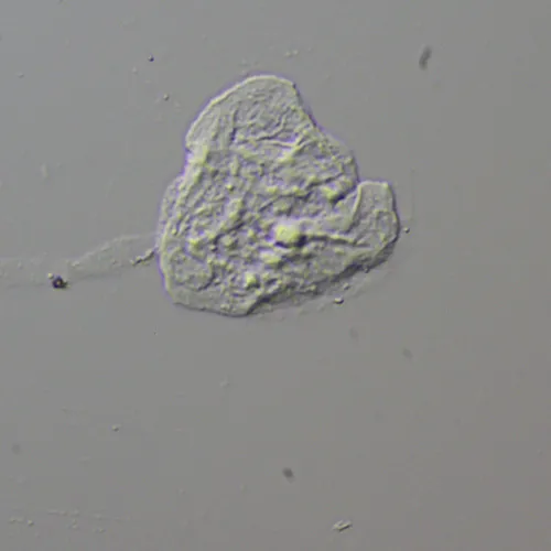 fotografia zestaw przystawek MAGUS DIC290,  13