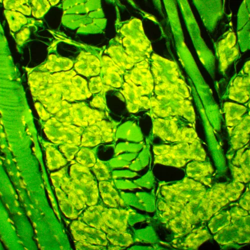 fotografia cyfrowy mikroskop fluorescencyjny MAGUS Lum D450L LCD,  30