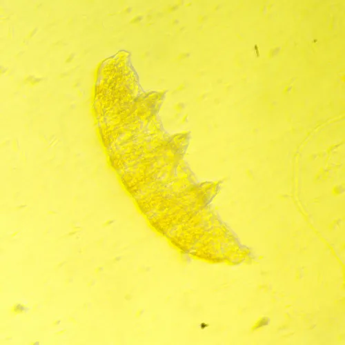 foto odwrócony mikroskop biologiczny сyfrowy MAGUS Bio VD350,  25