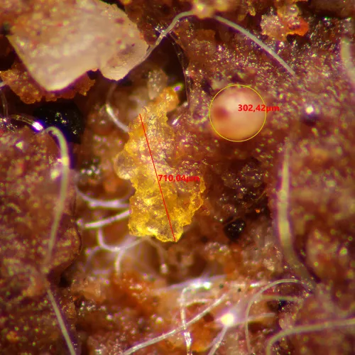 foto mikroskop stereoskopowy MAGUS Stereo A10,  15