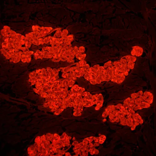 fotografia cyfrowy mikroskop fluorescencyjny MAGUS Lum D450L LCD,  31