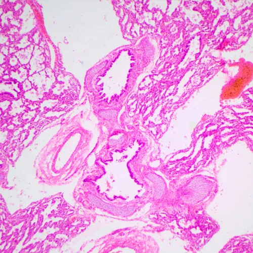 fotografia mikroskop biologiczny MAGUS Bio 240B,  23