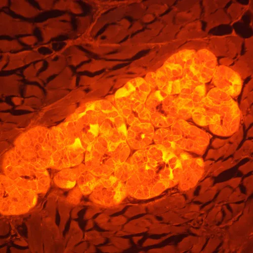 zdjęcie cyfrowy mikroskop fluorescencyjny MAGUS Lum D470L,  29