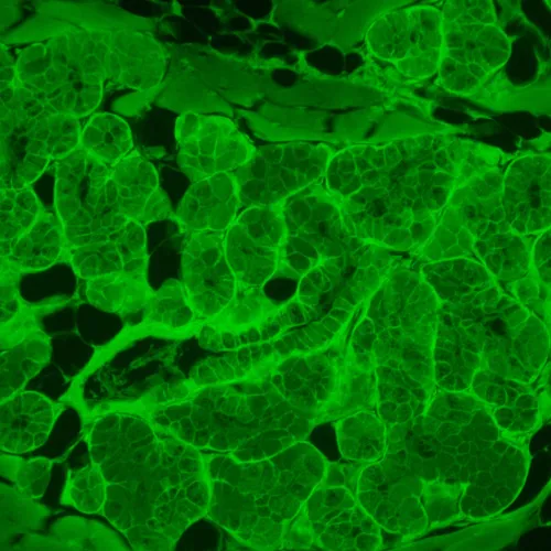 obraz odwrócony mikroskop fluorescencyjny cyfrowy MAGUS Lum VD500L,  22