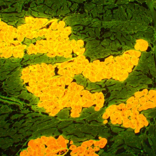 fotografia cyfrowy mikroskop fluorescencyjny MAGUS Lum D450L LCD,  29