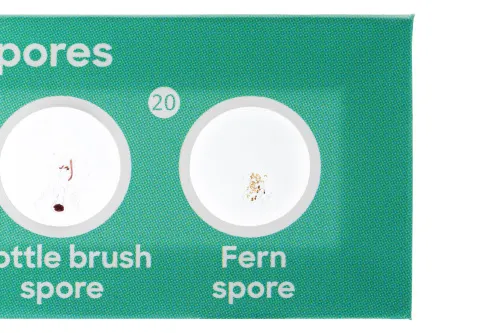 obraz zestaw 24 preparatów Levenhuk Discovery Flora i Fauna,  8