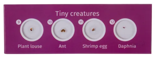 foto zestaw preparatów zwierzęcych i roślinnych Levenhuk LabZZ CP24,  4