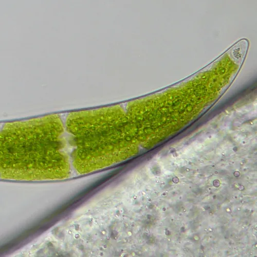 zdjęcie mikroskop Bresser Researcher Trino 40–1000x,  16